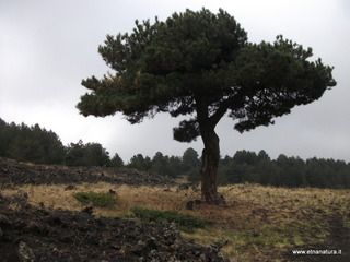 Monte_Nero_degli_Zappini - 23-10-2012 10-35-52.JPG